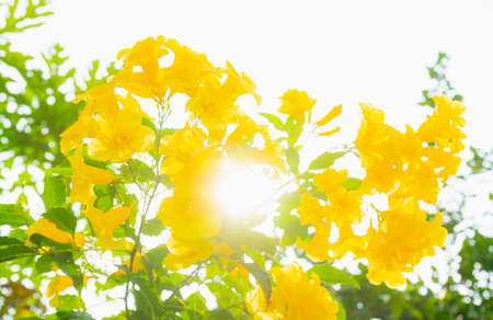 yellow flower under sunlight of sun in botanical garden background, planting botany flower in summer or springの写真素材