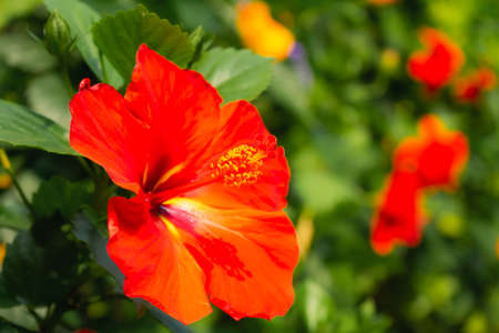 red yellow pollen of red flower with blur botanical garden background, planting botany flower in summer or springの写真素材