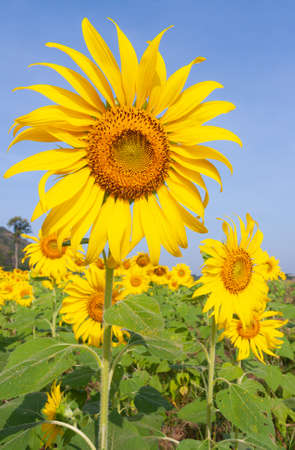 Close up yellow flower under blue sky in summer season, beautiful sunflower in gardenの写真素材