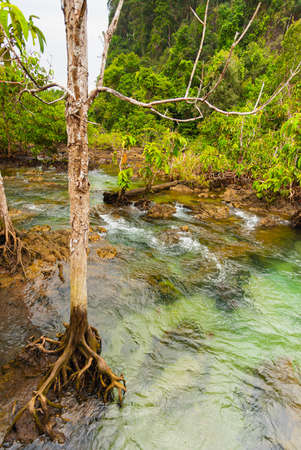water path surrounding with root or branch of tree in forest, natural green scene with root or branch of tree in spring season in forestの写真素材