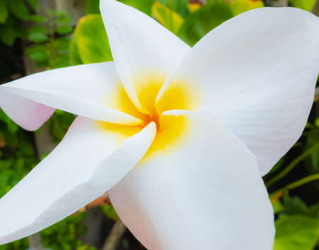 closeup white yellow flower and pollen in botanical garden, planting botany flower in summer or springの写真素材