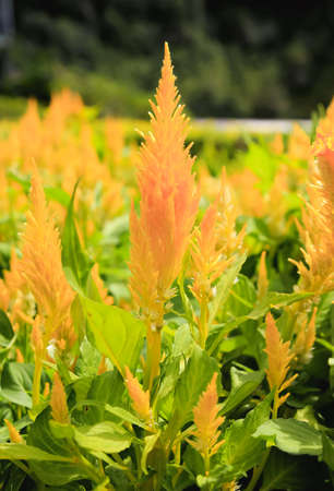 Beautiful yellow flower in the botanical garden in summer or spring for botany blackgroundの写真素材