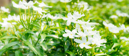 wide frame of yellow pollen in white flower with blur botanical garden background, planting botany flower in summer or springの写真素材