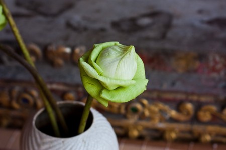 Lotus Flowerの写真素材