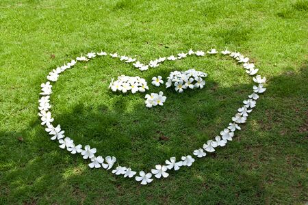 Flowers on the groundの写真素材