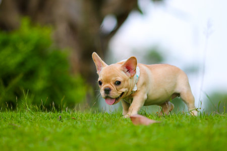 Cute French bulldog playing on green fieldの写真素材