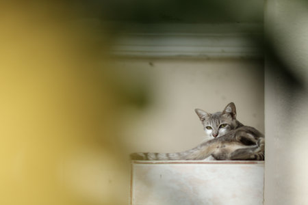 Cute cat relaxing on the windowsill. Selective focus.の写真素材