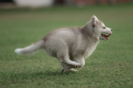 Siberian Husky puppy running in the grass, selective focusの写真素材