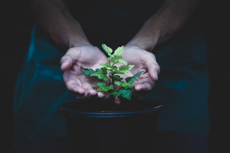 Hands of a man holding a small seedling in a pot