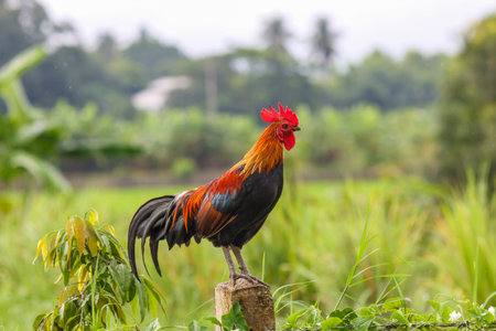 Beautiful male Thai native rooster or cock on cement fence pole with green nature backgroundの写真素材