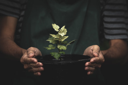 Hands of a man holding a small tree in a pot.の写真素材