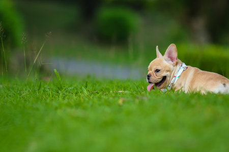 Cute French bulldog playing on green fieldの写真素材
