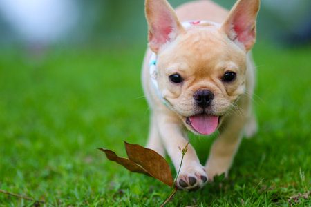 Cute French bulldog playing on green fieldの写真素材