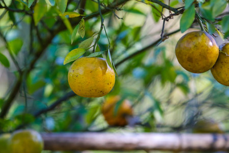 Natural organic orange fruit on tree in farmの写真素材