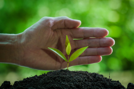 Hands of man holding a young plant with black soil and green narural backgroundの写真素材