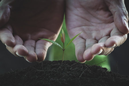 Hands of man holding a young plant with black soil and green narural background