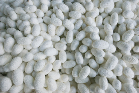silkworms as a backgroundの写真素材