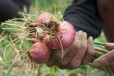 Shallots from the gardeners.の写真素材