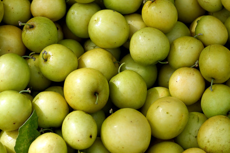Jujube is very popular in Thailand. Sweet taste slightly sour.の写真素材