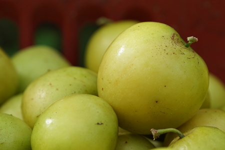 Jujube is very popular in Thailand. Sweet taste slightly sour.  Closeup shotの写真素材