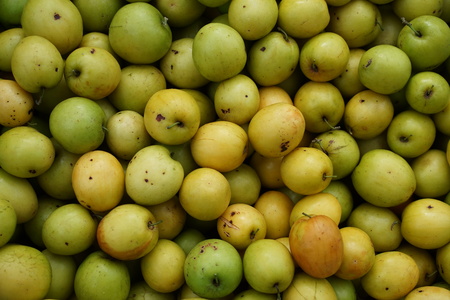 Jujube is very popular in Thailand. Sweet taste slightly sour.の写真素材