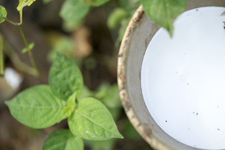 Hevea brasiliensis or Rubber plantation is a popular economic plant in the south of Thailand.