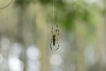 Nephila Pilipes Spider are rare in Thailand. The body has a large human face.の写真素材