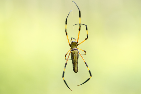 Nephila Pilipes Spider are rare in Thailand. The body has a large human face.の写真素材