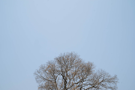 The branches of dead trees illustrate the drought.の写真素材
