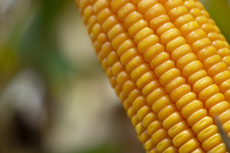Corn or Maize for processing into yellow fodder. Close up frame.の写真素材