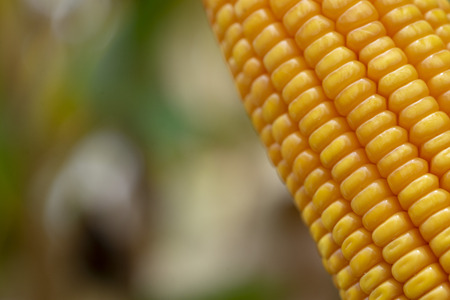 Corn or Maize for processing into yellow fodder. Close up frame.の写真素材