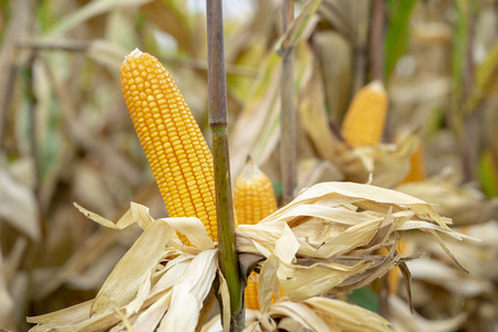 Corn or Maize for processing into yellow fodder.の写真素材