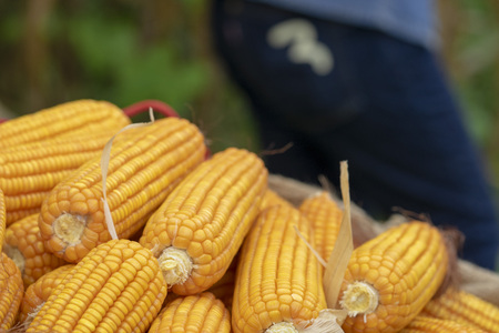 Corn or Maize for processing into yellow fodder. Close up frame.の写真素材