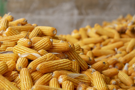 Corn or Maize for processing into yellow fodder. Close up frame.