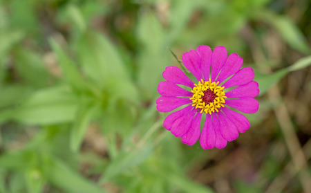Mexican Aster Pink flowers in the forest beside the road.の写真素材