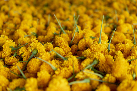 Yellow flower marigold is a symbol of prosperity. Thailand's beliefs.の写真素材