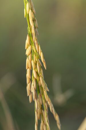 The close-up rice paddy of Thai farmers is ready to harvest.の写真素材