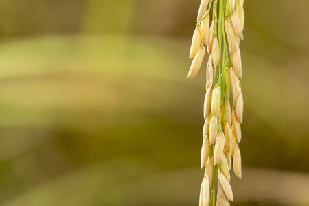 The close-up rice paddy of Thai farmers is ready to harvest.の写真素材