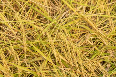 Farmer's ear of rice captured during the warm light of the evening.の写真素材