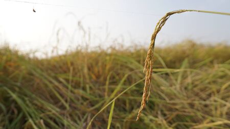 Farmer's ear of rice captured during the warm light of the evening.の写真素材