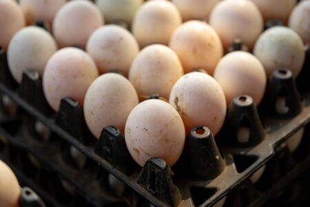 Duck eggs at the farm are collected for sale.の写真素材