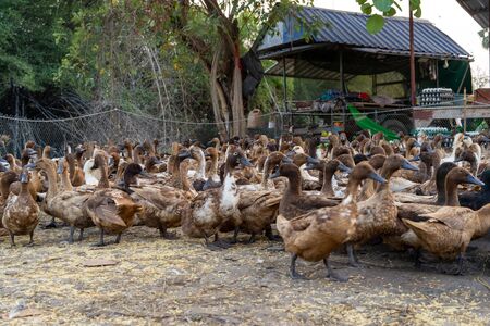 A flock of ducks returning from searching for food gathered together to organizeの写真素材