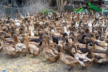 A flock of ducks returning from searching for food gathered together to organizeの写真素材