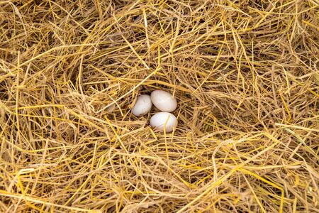 The duck eggs are on the straw after the ducks leave the eggs before looking for food.の写真素材