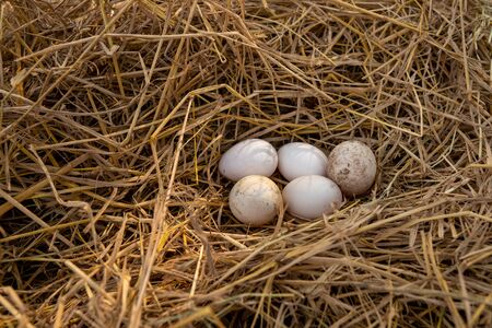 The duck eggs are on the straw after the ducks leave the eggs before looking for food.の写真素材