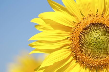 Big and perfect sunflower looks very beautiful on a bright sky day.の写真素材