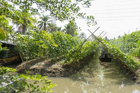 Farmers grow vegetables by using water from the canal that is dug around. Easy to manage water systemsの写真素材