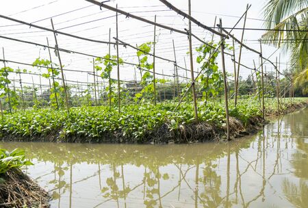 Farmers grow vegetables by using water from the canal that is dug around. Easy to manage water systemsの写真素材