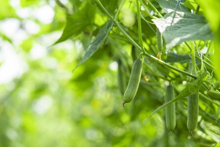 Cucumbers on the tree have not yet been harvested.の写真素材