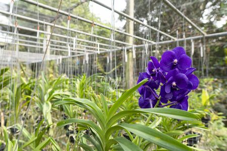 Purple orchids are blooming, beautiful and very refreshing.の写真素材